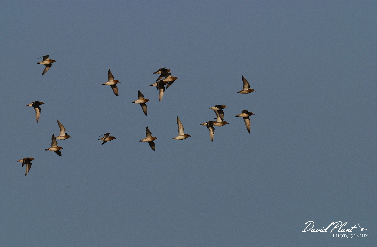 David Plant Photography - Wildlife Photographer - Golden plovers flying - A.JPG - Golden plovers in flight - Gloucestershire