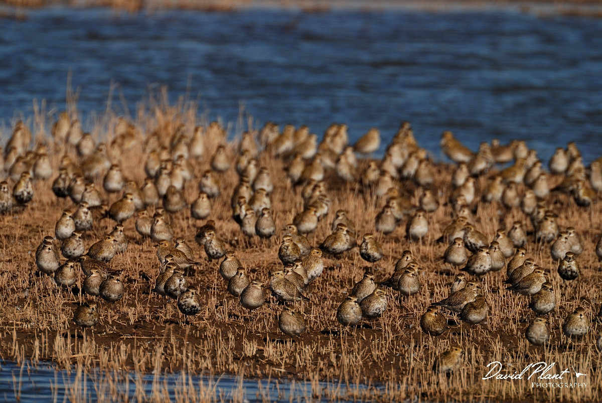 David Plant Photography - Wildlife Photography - Golden plover - G.jpg - Golden plover flock - Norfolk