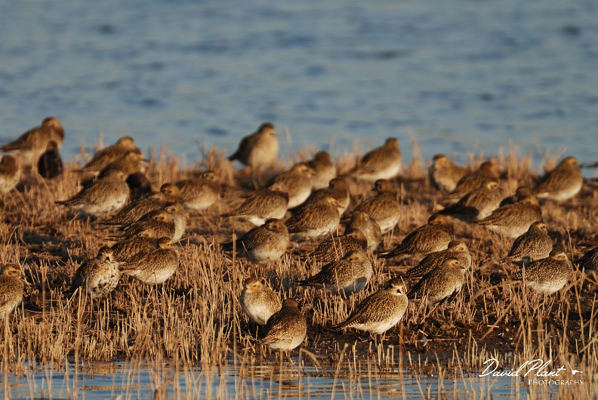 David Plant Photography - Wildlife Photography - Golden plover - H.jpg - Golden plover flock on island - Norfolk