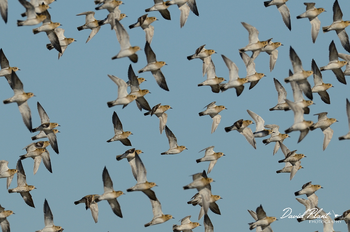 David Plant Photography - Wildlife Photography - Golden plover - J.jpg - Golden plover flock underside - Norfolk
