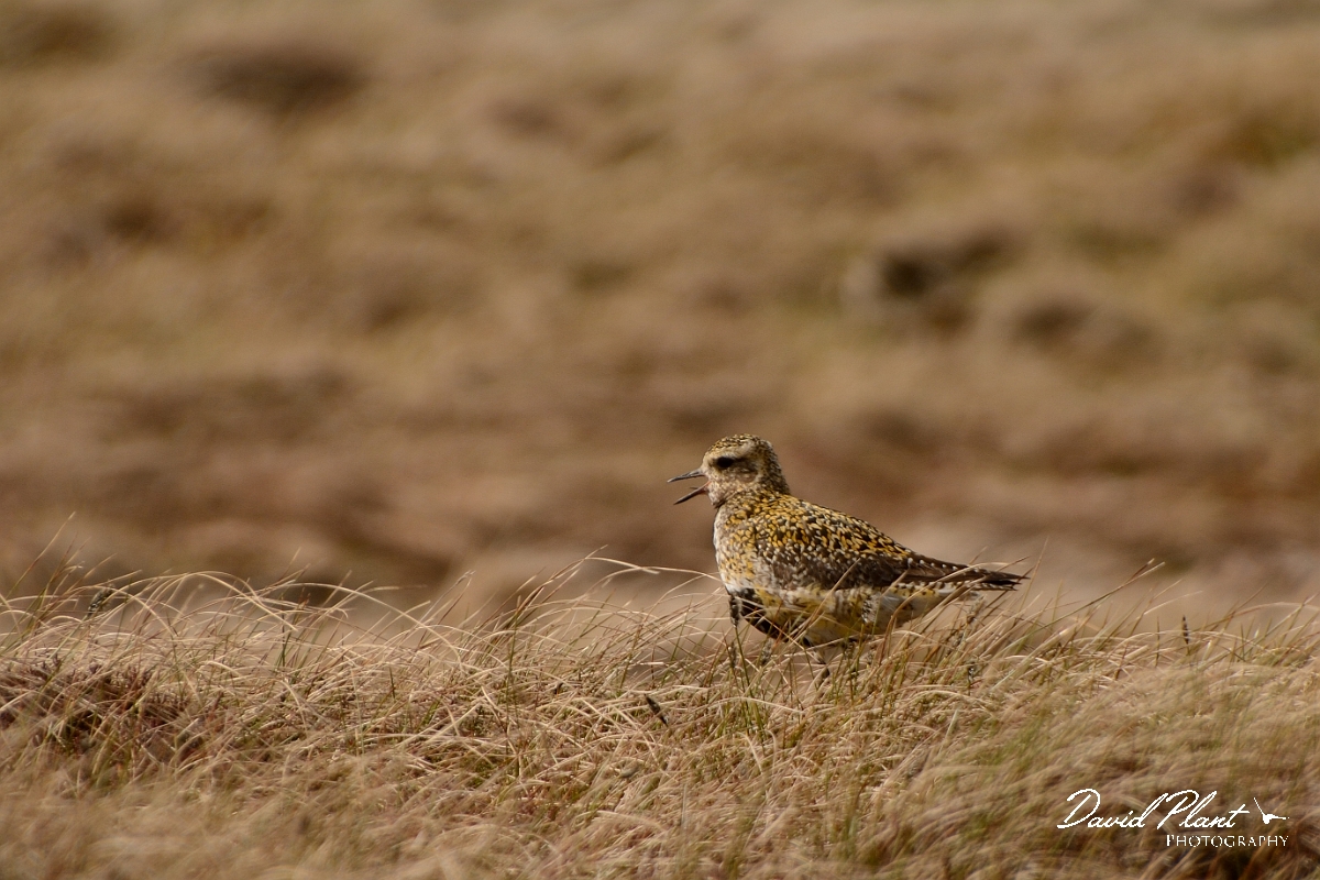 David Plant Photography - Wildlife Photography - Golden plover - K.jpg - Golden plover calling - County Durham
