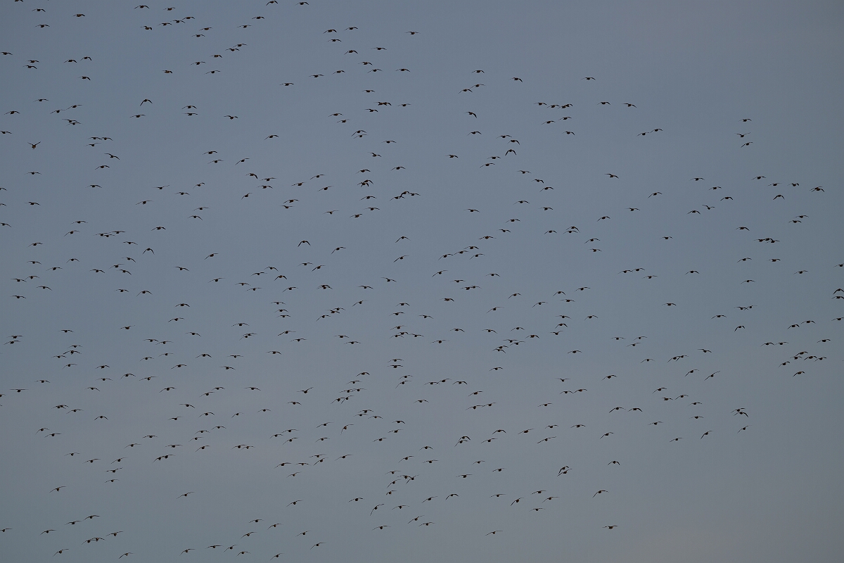 David Plant Photography - Wildlife Photography - Golden plover - M.jpg - Golden plover, flock - Norfolk
