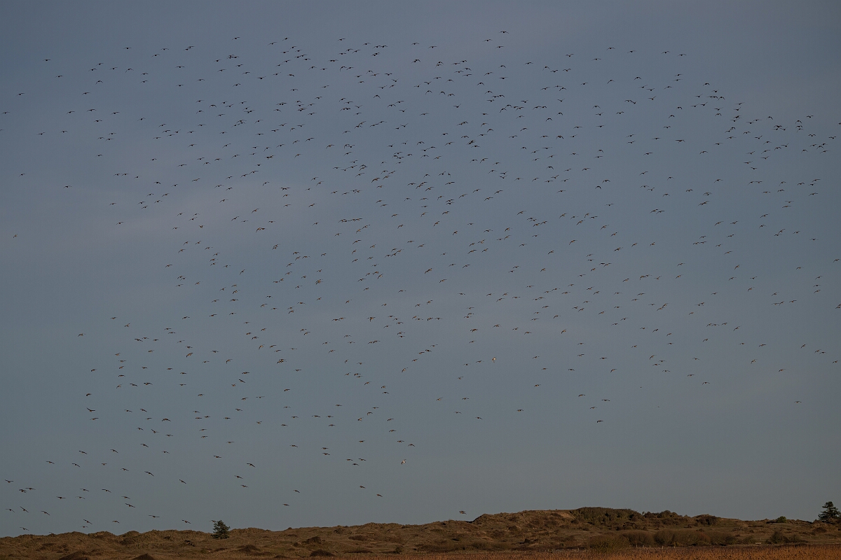 David Plant Photography - Wildlife Photography - Golden plover - N.jpg - Golden plover, flock - Norfolk