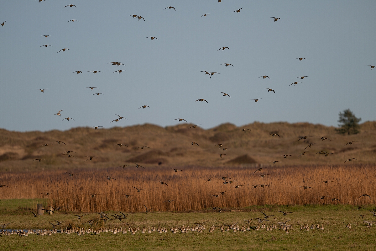 David Plant Photography - Wildlife Photography - Golden plover - O.jpg - Golden plover, flock - Norfolk
