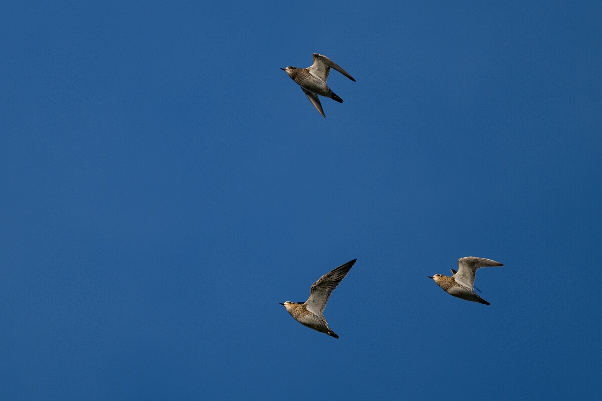 David Plant Photography - Wildlife Photography - Golden plover - Q.jpg - Golden plover - Norfolk