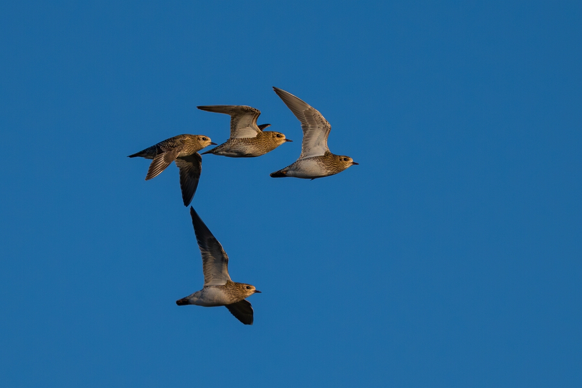 David Plant Photography - Wildlife Photography - Golden plover - T.jpg - Golden plover flock - Gloucestershire