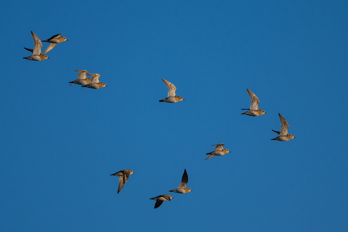David Plant Photography - Wildlife Photography - Golden plover - V.jpg - Golden plover flock - Gloucestershire
