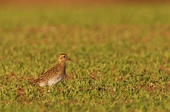 David Plant Photography - Wildlife Photographer - Golden plover - C