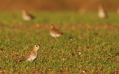 David Plant Photography - Wildlife Photographer - Golden plover - D