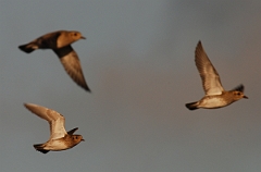 David Plant Photography - Wildlife Photographer - Golden plover - F