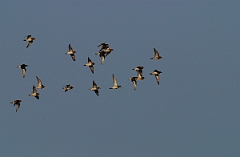 David Plant Photography - Wildlife Photographer - Golden plovers flying - A