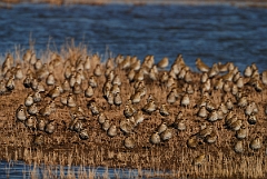 David Plant Photography - Wildlife Photography - Golden plover - G