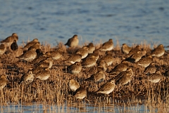 David Plant Photography - Wildlife Photography - Golden plover - H