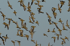 David Plant Photography - Wildlife Photography - Golden plover - I