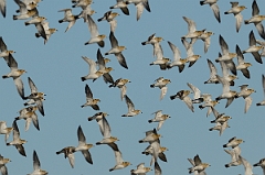David Plant Photography - Wildlife Photography - Golden plover - J