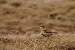 David Plant Photography - Wildlife Photography - Golden plover - K