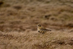 David Plant Photography - Wildlife Photography - Golden plover - L