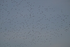 David Plant Photography - Wildlife Photography - Golden plover - M
