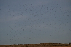 David Plant Photography - Wildlife Photography - Golden plover - N