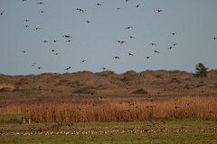 David Plant Photography - Wildlife Photography - Golden plover - O