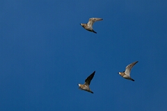 David Plant Photography - Wildlife Photography - Golden plover - P