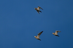 David Plant Photography - Wildlife Photography - Golden plover - Q