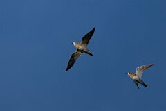 David Plant Photography - Wildlife Photography - Golden plover - R