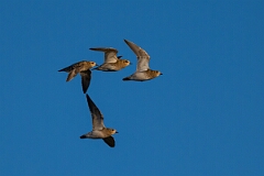 David Plant Photography - Wildlife Photography - Golden plover - T