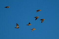 David Plant Photography - Wildlife Photography - Golden plover - U