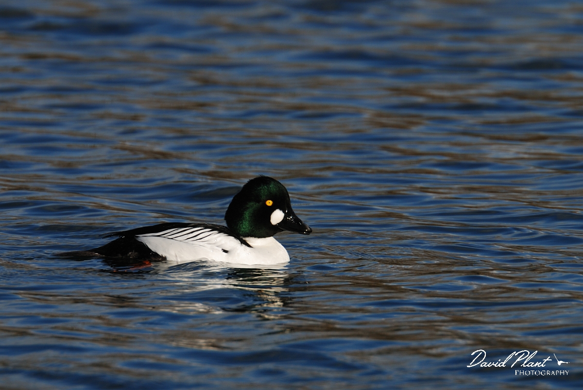 David Plant Photography - Wildlife Photography - Goldeneye - A.jpg - Goldeneye, male - Cambridgeshire