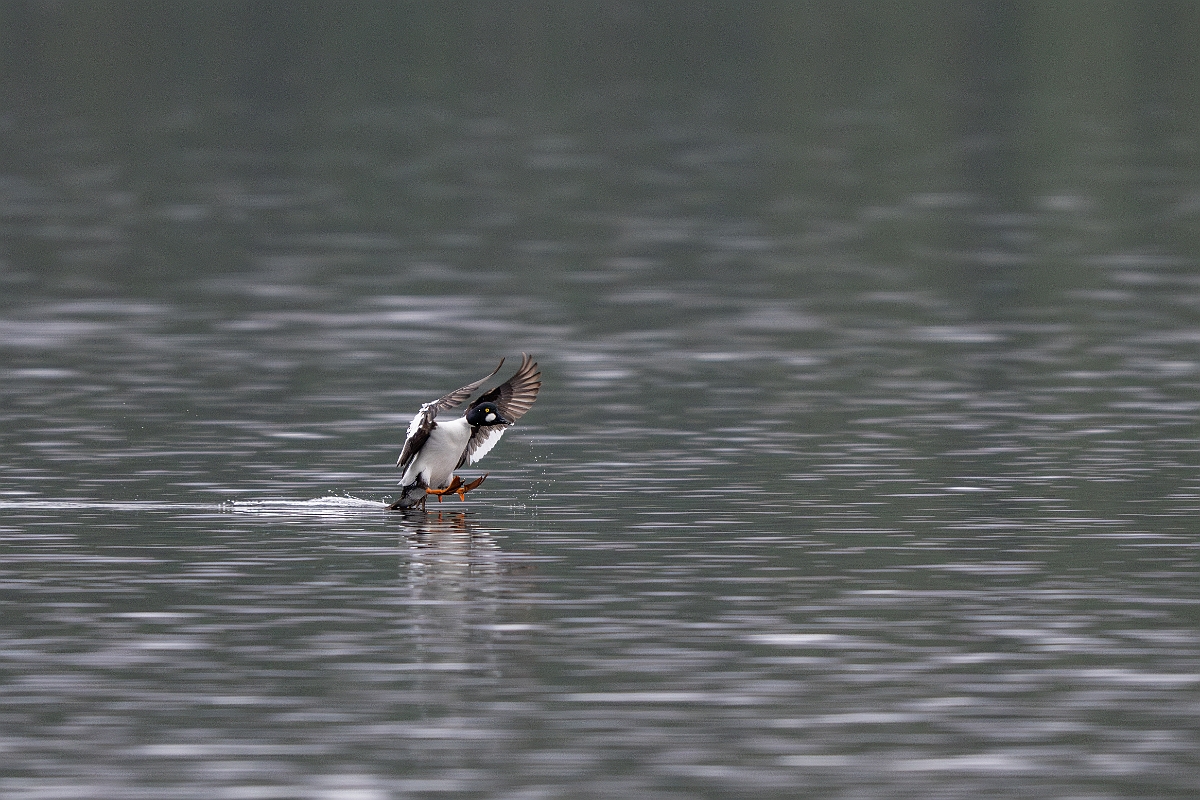 David Plant Photography - Wildlife Photography - Goldeneye - D.jpg - Goldeneye, male - Cairngorms