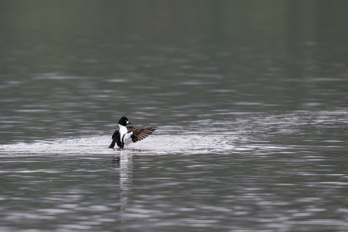 David Plant Photography - Wildlife Photography - Goldeneye - E.jpg - Goldeneye, male - Cairngorms