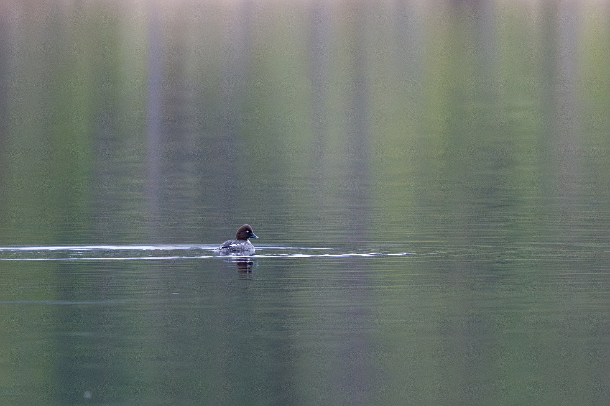 David Plant Photography - Wildlife Photography - Goldeneye - G.jpg - Goldeneye, female - Cairngorms