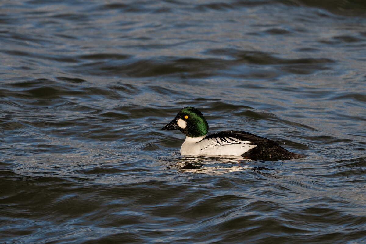 David Plant Photography - Wildlife Photography - Goldeneye - H.jpg - Goldeneye, Bucephala clangula, male - Essex