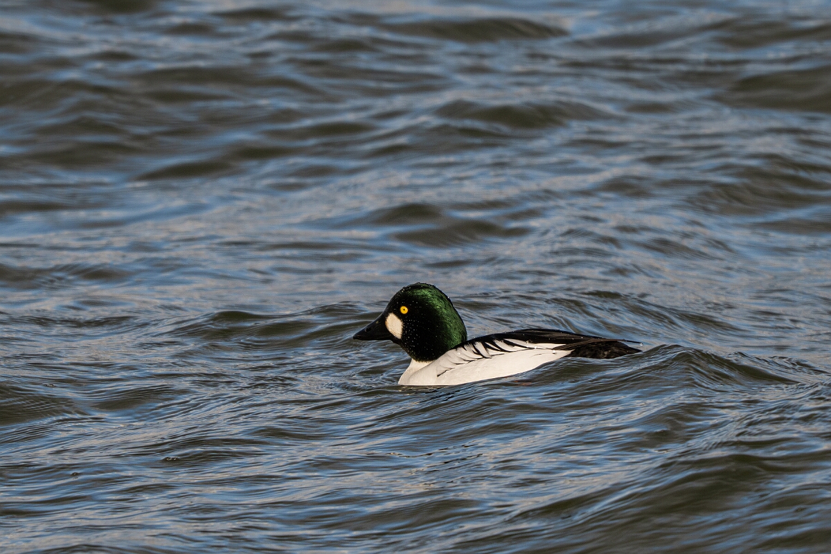 David Plant Photography - Wildlife Photography - Goldeneye - I.jpg - Goldeneye, Bucephala clangula, male - Essex