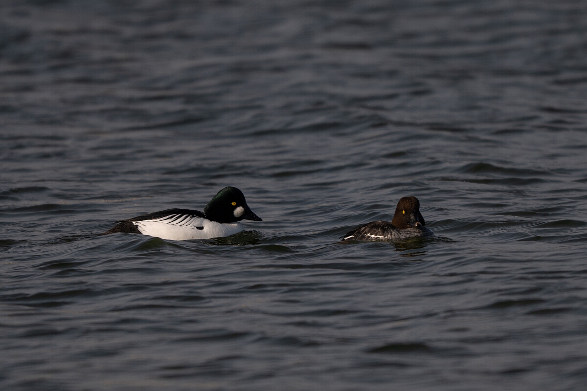 David Plant Photography - Wildlife Photography - Goldeneye - J.jpg - Goldeneye, Bucephala clangula, pair - Norfolk