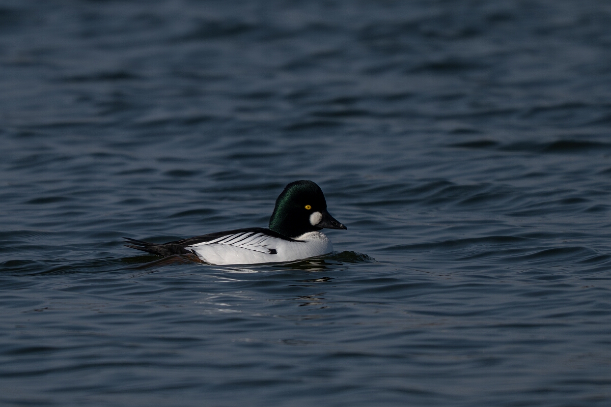 David Plant Photography - Wildlife Photography - Goldeneye - L.jpg - Goldeneye, Bucephala clangula, male - Norfolk
