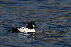 David Plant Photography - Wildlife Photography - Goldeneye - A