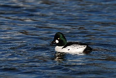 David Plant Photography - Wildlife Photography - Goldeneye - B