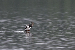 David Plant Photography - Wildlife Photography - Goldeneye - D