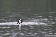 David Plant Photography - Wildlife Photography - Goldeneye - E