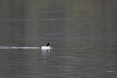 David Plant Photography - Wildlife Photography - Goldeneye - F
