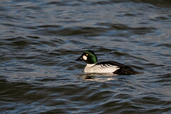 David Plant Photography - Wildlife Photography - Goldeneye - H