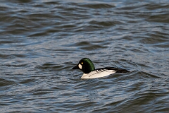 David Plant Photography - Wildlife Photography - Goldeneye - I