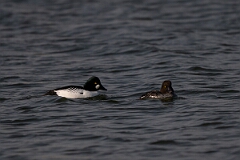 David Plant Photography - Wildlife Photography - Goldeneye - J