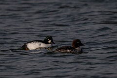 David Plant Photography - Wildlife Photography - Goldeneye - K