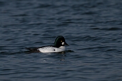 David Plant Photography - Wildlife Photography - Goldeneye - L