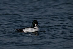 David Plant Photography - Wildlife Photography - Goldeneye - M