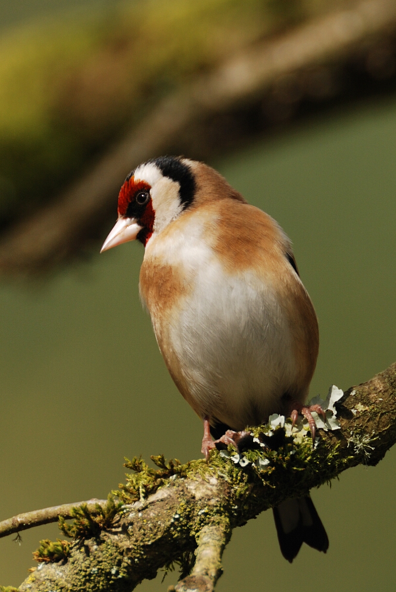 David Plant Photography - Wildlife Photography - Goldfinch - A.jpg - Goldfinch - Forest of Dean