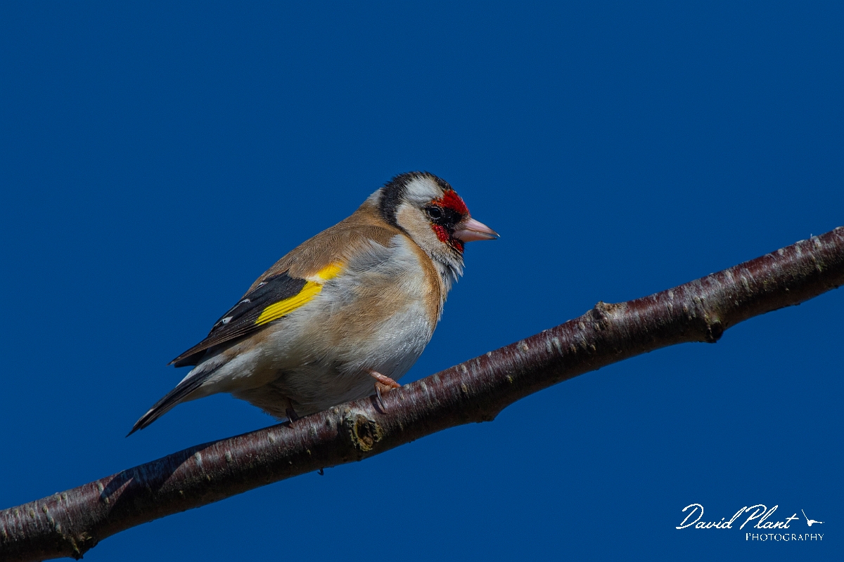 David Plant Photography - Wildlife Photography - Goldfinch - C.JPG - Goldfinch - Cotswolds